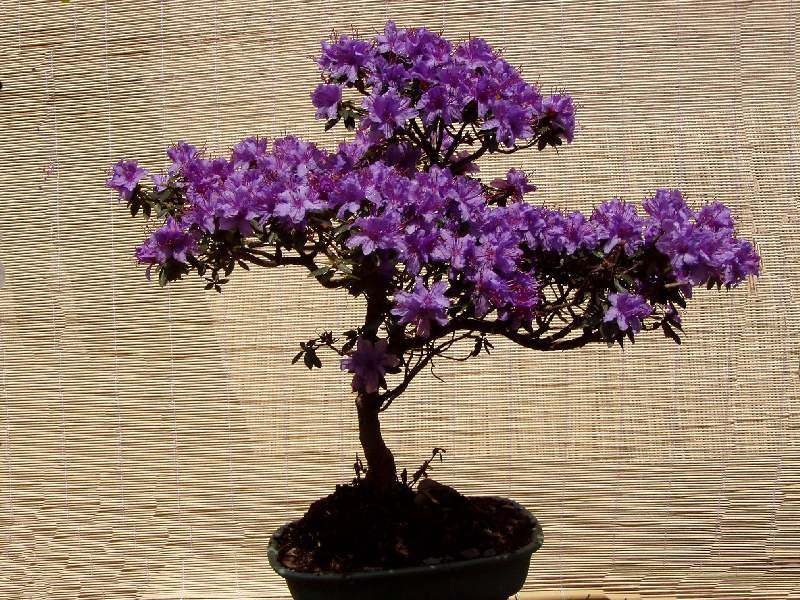 azalka bonsai