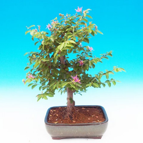 Hvězdice levandulová bonsai