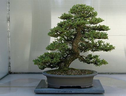 jalovec čínský bonsaj