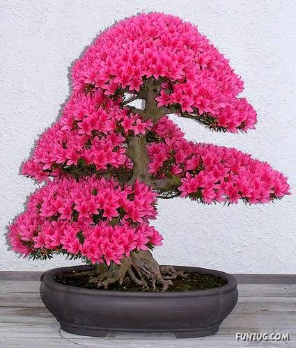 Japonský bonsaj růžový