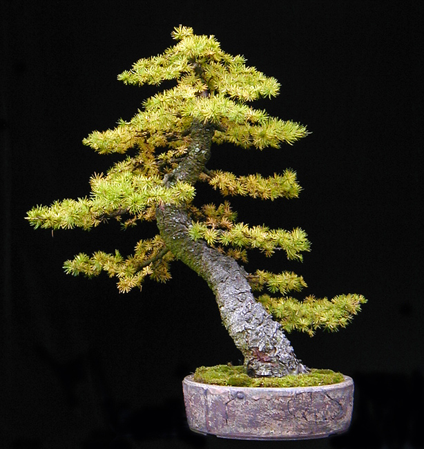 Larix deciidua bonsai