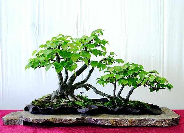 Tilia cordata bonsai