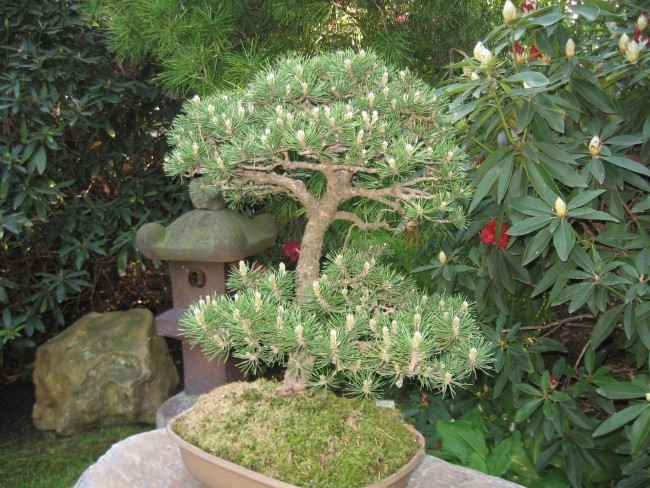 venkovní bonsaj
