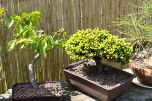 venkovni-bonsaje.jpg
