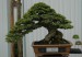 Carmona mocrophylla bonsai