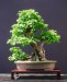 Carpinus betulus bonsai