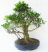 Fíkus bonsai