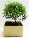 Myrtus communis bonsai