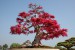 Japonský bonsaj strom