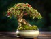 Pokojová bonsaj